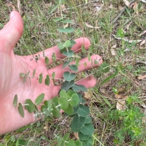 Eucalyptus bridgesiana at Red Hill Nature Reserve - 29 Dec 2023