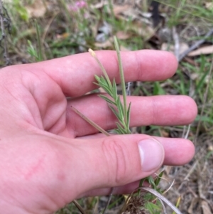 Epilobium hirtigerum at Red Hill Nature Reserve - 29 Dec 2023