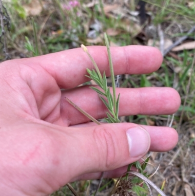 Epilobium hirtigerum (Hairy Willowherb) at Red Hill Nature Reserve - 29 Dec 2023 by Tapirlord