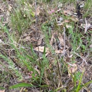 Epilobium hirtigerum at Red Hill Nature Reserve - 29 Dec 2023