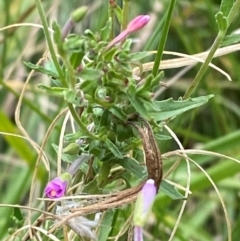 Epilobium billardiereanum subsp. cinereum (Hairy Willow Herb) at Red Hill Nature Reserve - 29 Dec 2023 by Tapirlord