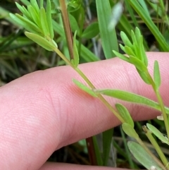 Lythrum hyssopifolia at Red Hill Nature Reserve - 29 Dec 2023