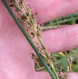 Juncus sarophorus at GG46 - 29 Dec 2023 03:12 PM