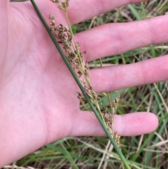 Juncus sarophorus at GG46 - 29 Dec 2023