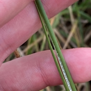 Juncus sarophorus at GG46 - 29 Dec 2023 03:12 PM