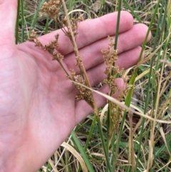 Juncus sarophorus at GG46 - 29 Dec 2023 03:12 PM