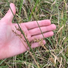 Juncus sarophorus at GG46 - 29 Dec 2023 03:12 PM