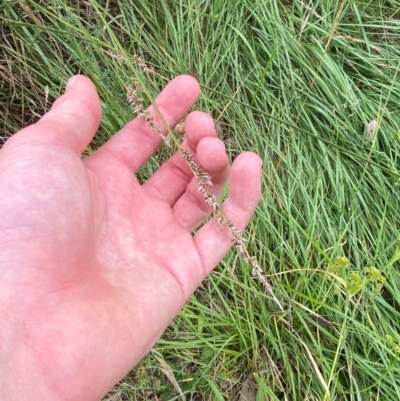 Carex appressa (Tall Sedge) at GG46 - 29 Dec 2023 by Tapirlord