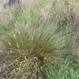 Carex appressa at GG46 - 29 Dec 2023 03:11 PM