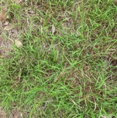 Microlaena stipoides at Red Hill Nature Reserve - 29 Dec 2023