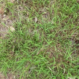 Microlaena stipoides at Red Hill Nature Reserve - 29 Dec 2023