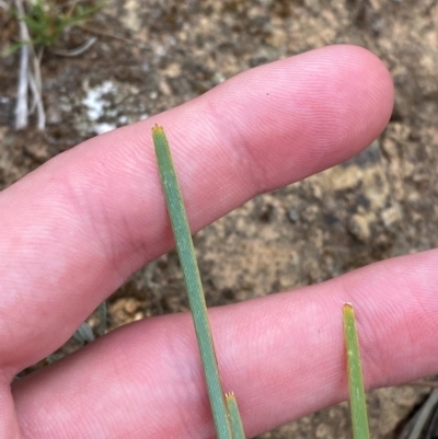 Lomandra bracteata (Small Matrush) at GG139 - 29 Dec 2023 by Tapirlord