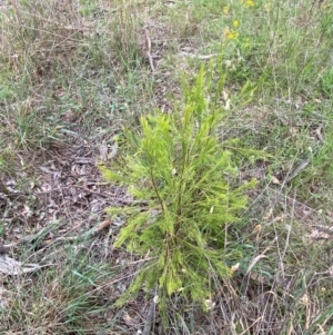 Exocarpos cupressiformis at GG139 - 29 Dec 2023 03:09 PM