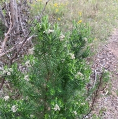 Cassinia aculeata subsp. aculeata at GG139 - 29 Dec 2023 03:09 PM