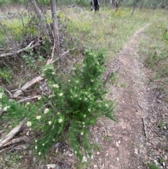 Cassinia aculeata subsp. aculeata at GG139 - 29 Dec 2023 03:09 PM