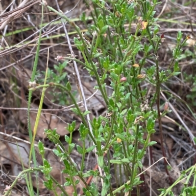 Gonocarpus tetragynus (Common Raspwort) at GG139 - 29 Dec 2023 by Tapirlord