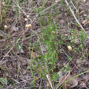 Gonocarpus tetragynus at GG139 - 29 Dec 2023 03:08 PM