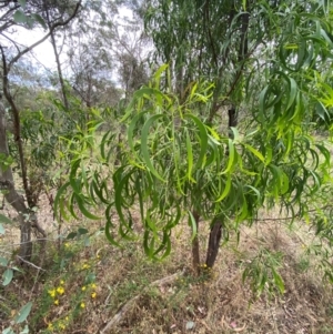 Acacia implexa at GG139 - 29 Dec 2023 03:06 PM