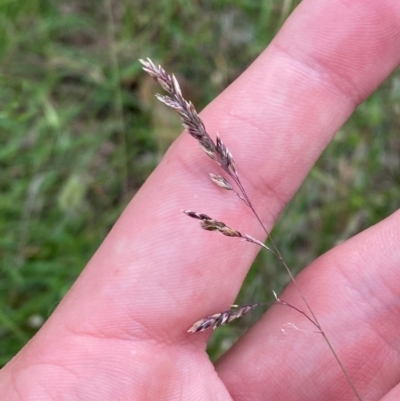 Poa sieberiana var. sieberiana (Snowgrass) at GG139 - 29 Dec 2023 by Tapirlord