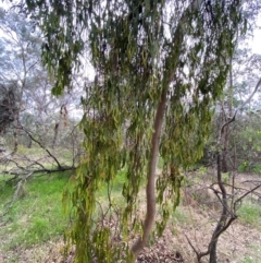 Amyema miquelii at Undefined Area - 29 Dec 2023 03:06 PM