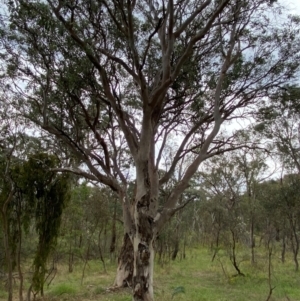 Eucalyptus polyanthemos subsp. polyanthemos at Red Hill Nature Reserve - 29 Dec 2023 03:05 PM