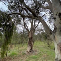 Eucalyptus polyanthemos subsp. polyanthemos at Red Hill Nature Reserve - 29 Dec 2023 03:05 PM