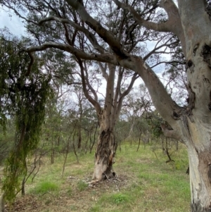 Eucalyptus polyanthemos subsp. polyanthemos at Red Hill Nature Reserve - 29 Dec 2023 03:05 PM