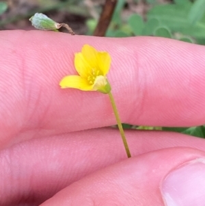 Oxalis perennans at Red Hill Nature Reserve - 29 Dec 2023 03:05 PM