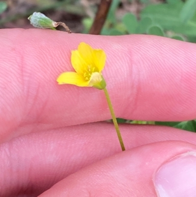 Oxalis perennans (Grassland Wood Sorrel) at Red Hill Nature Reserve - 29 Dec 2023 by Tapirlord