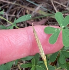 Oxalis perennans at Red Hill Nature Reserve - 29 Dec 2023 03:05 PM