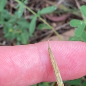 Oxalis perennans at Red Hill Nature Reserve - 29 Dec 2023 03:05 PM