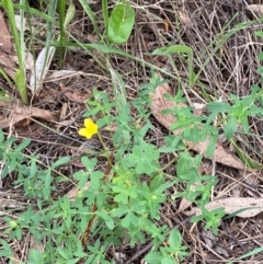 Oxalis perennans at Red Hill Nature Reserve - 29 Dec 2023 03:05 PM