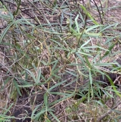 Glycine clandestina (Twining Glycine) at Red Hill Nature Reserve - 29 Dec 2023 by Tapirlord