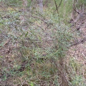 Glycine clandestina at Red Hill Nature Reserve - 29 Dec 2023 03:04 PM