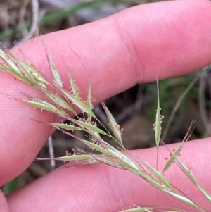 Rytidosperma longifolium at Red Hill Nature Reserve - 29 Dec 2023