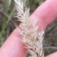 Rytidosperma longifolium at Red Hill Nature Reserve - 29 Dec 2023