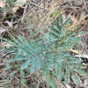 Acacia dealbata subsp. dealbata at Red Hill Nature Reserve - 29 Dec 2023 03:03 PM