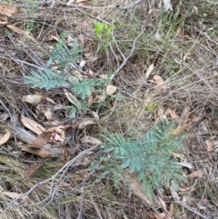 Acacia dealbata subsp. dealbata at Red Hill Nature Reserve - 29 Dec 2023 03:03 PM