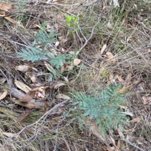 Acacia dealbata subsp. dealbata at Red Hill Nature Reserve - 29 Dec 2023 03:03 PM