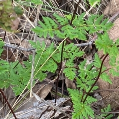 Cheilanthes sieberi subsp. sieberi (Mulga Rock Fern) at Red Hill Nature Reserve - 29 Dec 2023 by Tapirlord