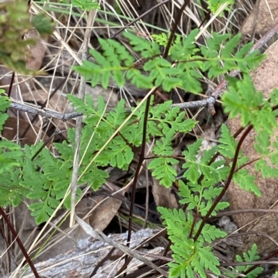 Cheilanthes sieberi subsp. sieberi (Mulga Rock Fern) at Red Hill Nature Reserve - 29 Dec 2023 by Tapirlord