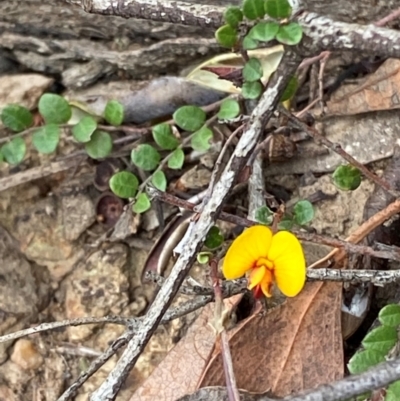 Bossiaea buxifolia (Matted Bossiaea) at Red Hill Nature Reserve - 29 Dec 2023 by Tapirlord