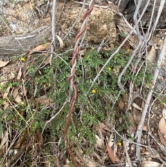 Bossiaea buxifolia at Red Hill Nature Reserve - 29 Dec 2023 03:02 PM