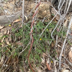 Bossiaea buxifolia at Red Hill Nature Reserve - 29 Dec 2023 03:02 PM