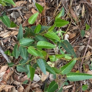 Hardenbergia violacea at Red Hill Nature Reserve - 29 Dec 2023 03:02 PM