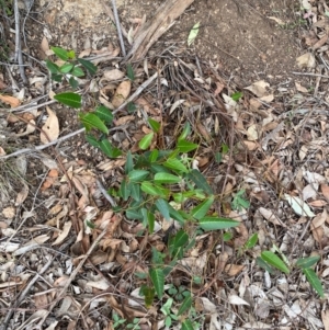 Hardenbergia violacea at Red Hill Nature Reserve - 29 Dec 2023 03:02 PM