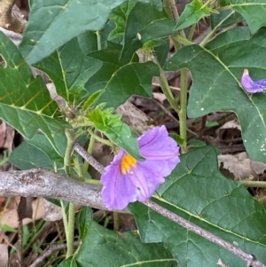 Solanum cinereum at Red Hill Nature Reserve - 29 Dec 2023 03:01 PM