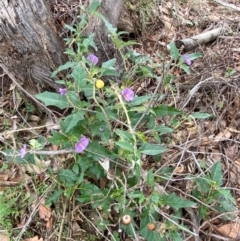 Solanum cinereum at Red Hill Nature Reserve - 29 Dec 2023 03:01 PM