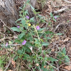 Solanum cinereum at Red Hill Nature Reserve - 29 Dec 2023