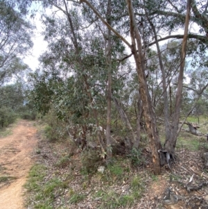 Eucalyptus dives at Red Hill Nature Reserve - 29 Dec 2023 03:01 PM